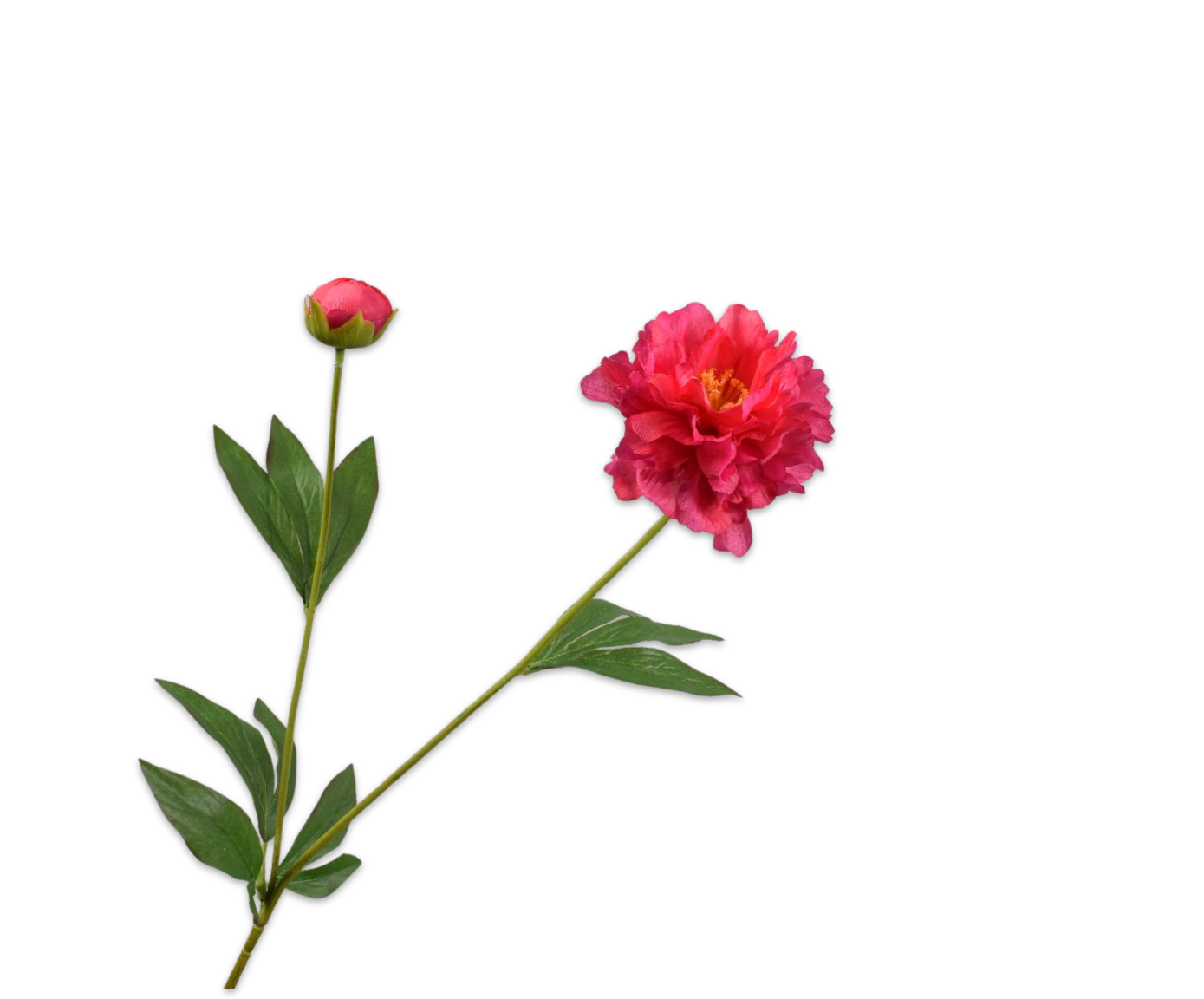 PEONIA RAMO BEAUTY  65 CM