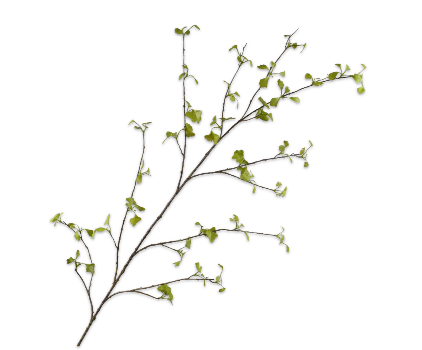 GINKGO TAK GROEN 160 cm