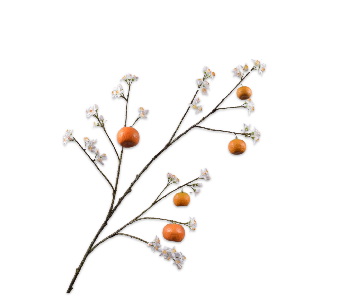 APFELSINE ZWEIG ORANGE  124 CM