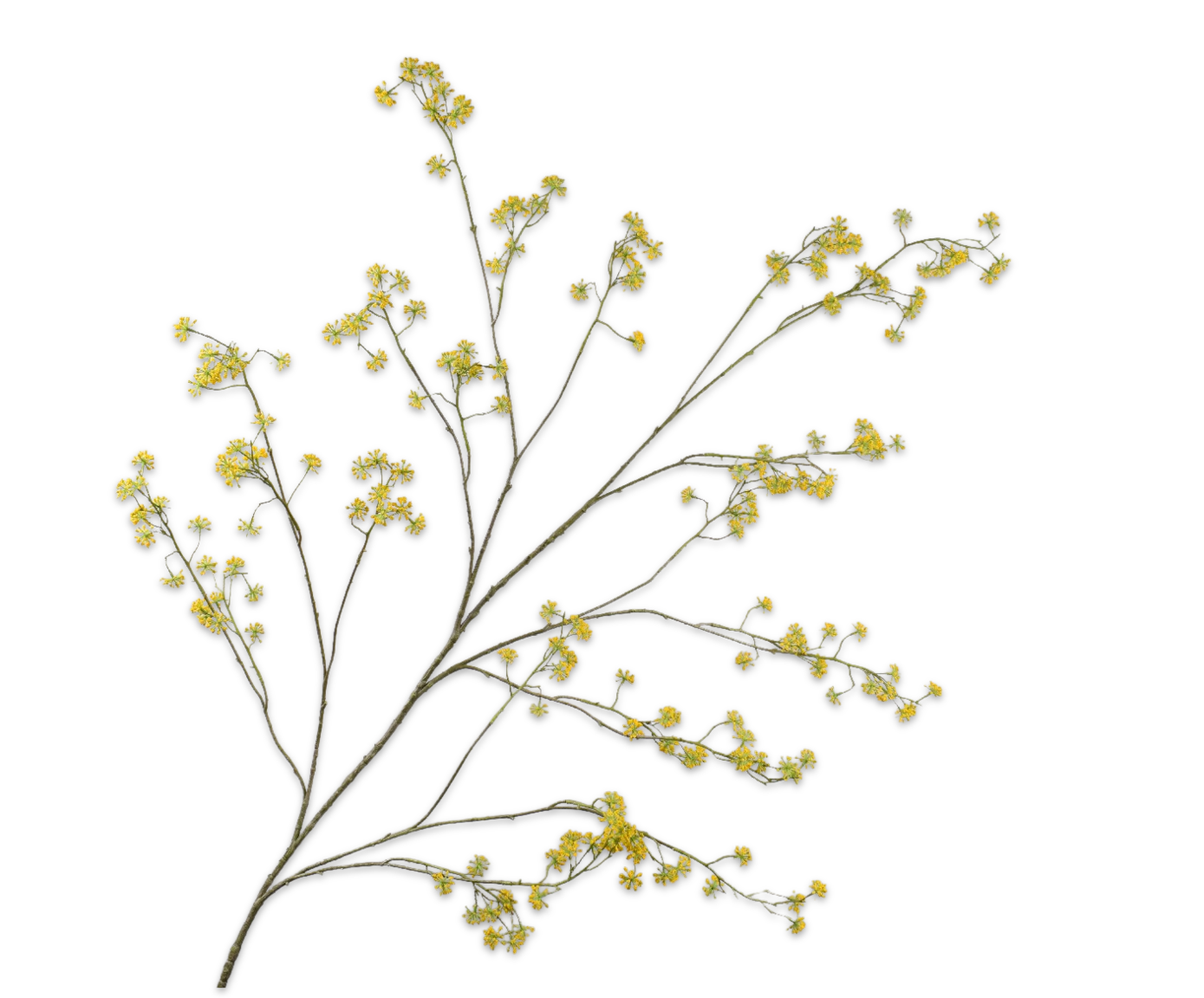 DILLE TAK GEEL 160 cm