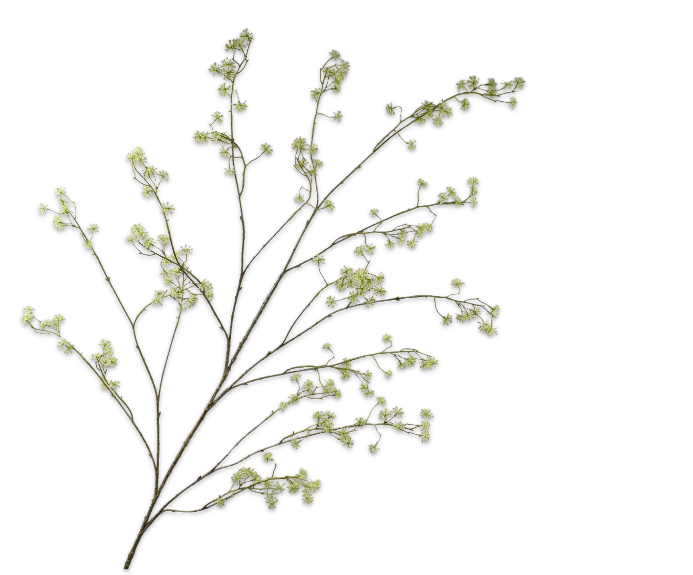 DILLE TAK GROEN 160 cm