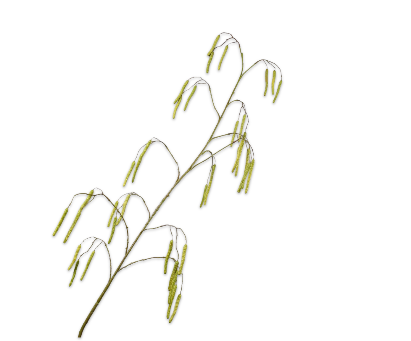 ABEDUL RAMA AMA/VER  172 CM