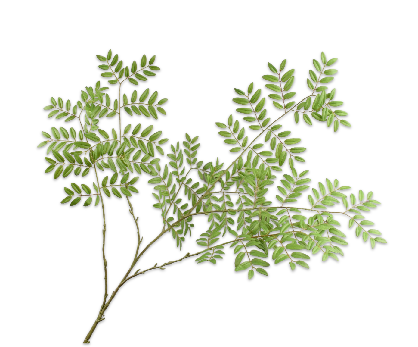 BLADTAK  GROEN  144 cm