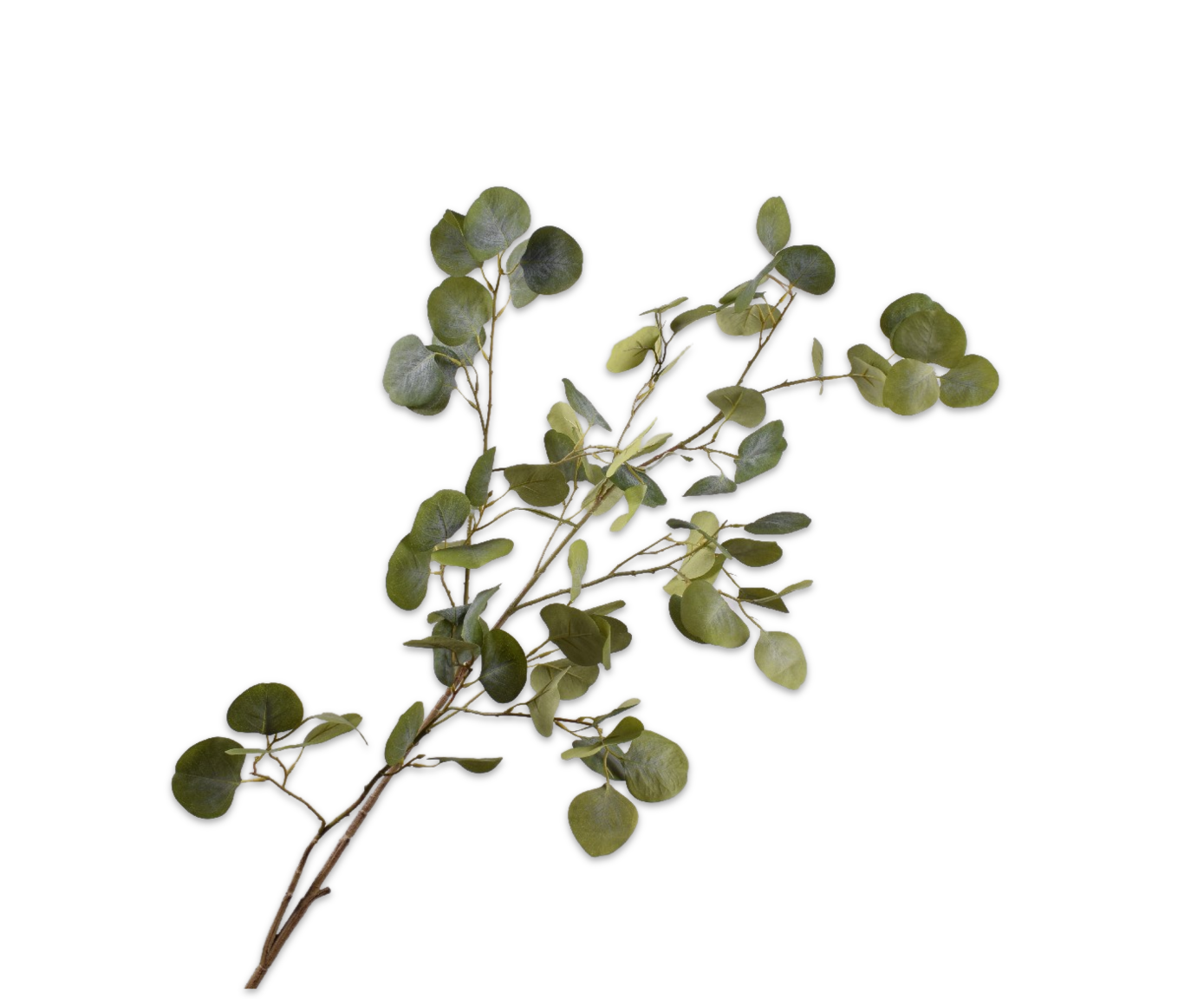 rama eucalipto verde h92