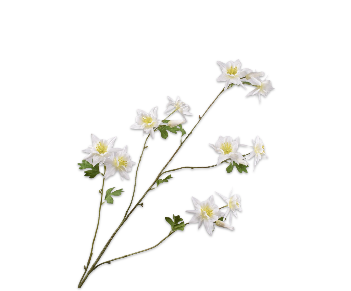 AKELEI TAK CREME  122 cm