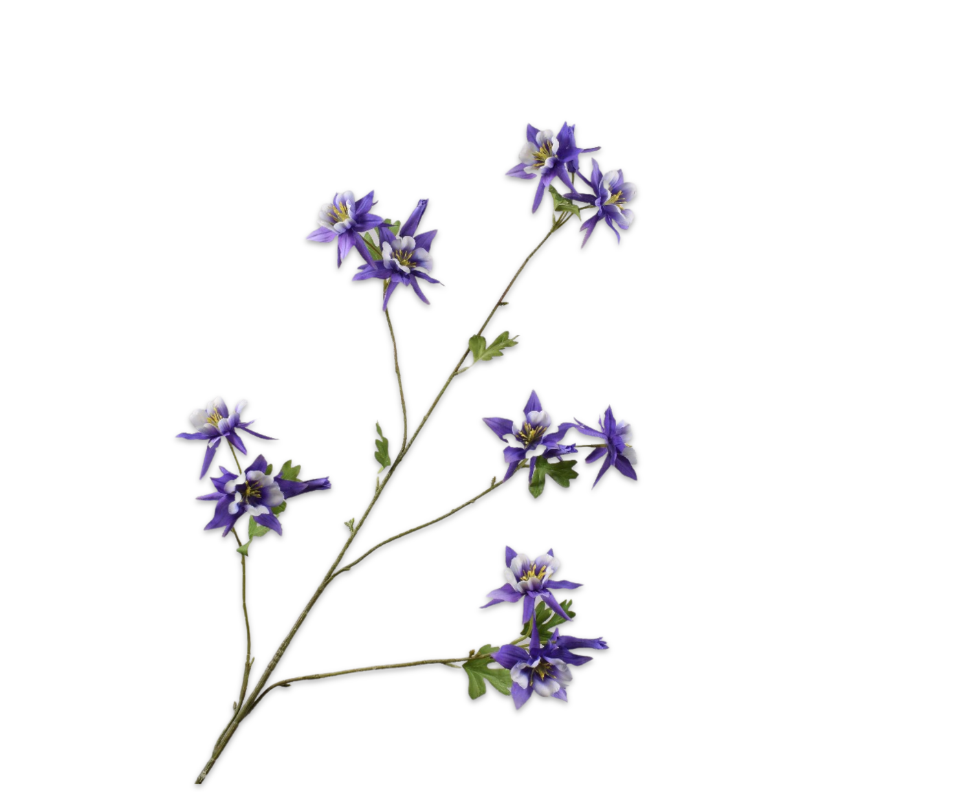 AKELEI TAK LAVEND  122 cm