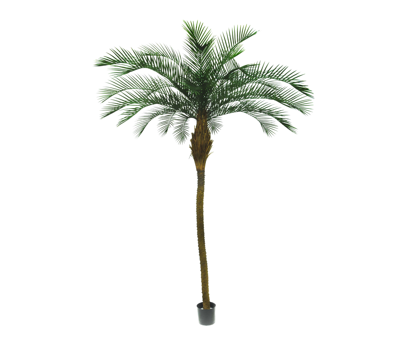 PALM I/POT GREEN  213 CM