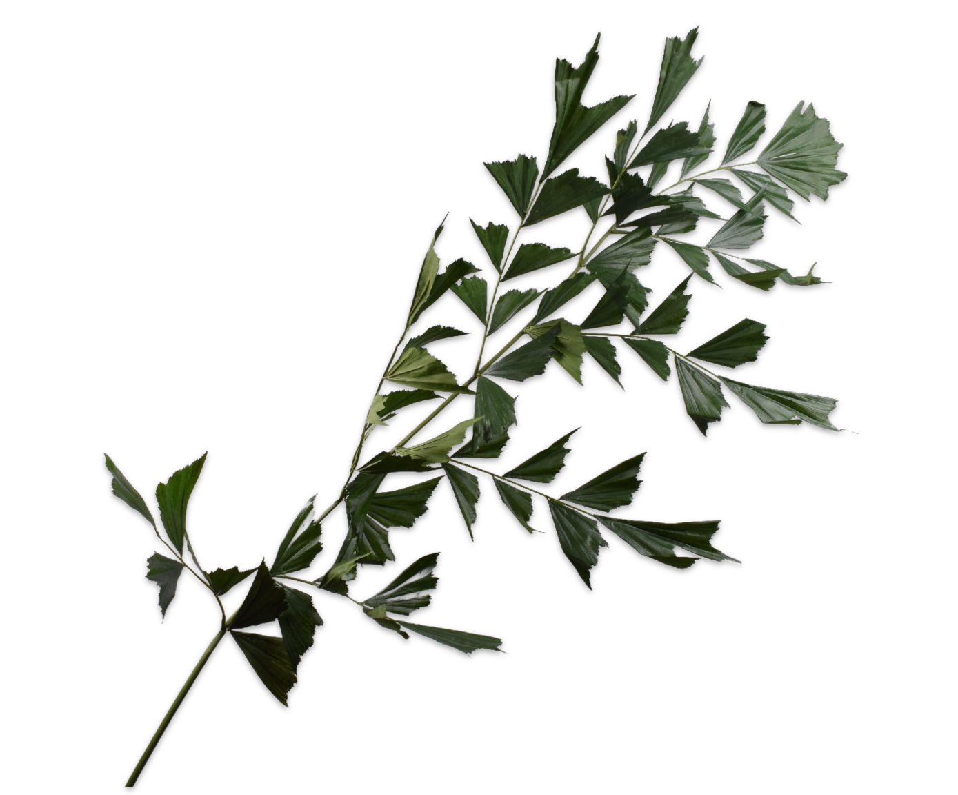 PALM TAK GROEN  210 cm