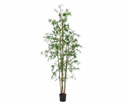 PLANT BAMBOE GROEN 245 cm