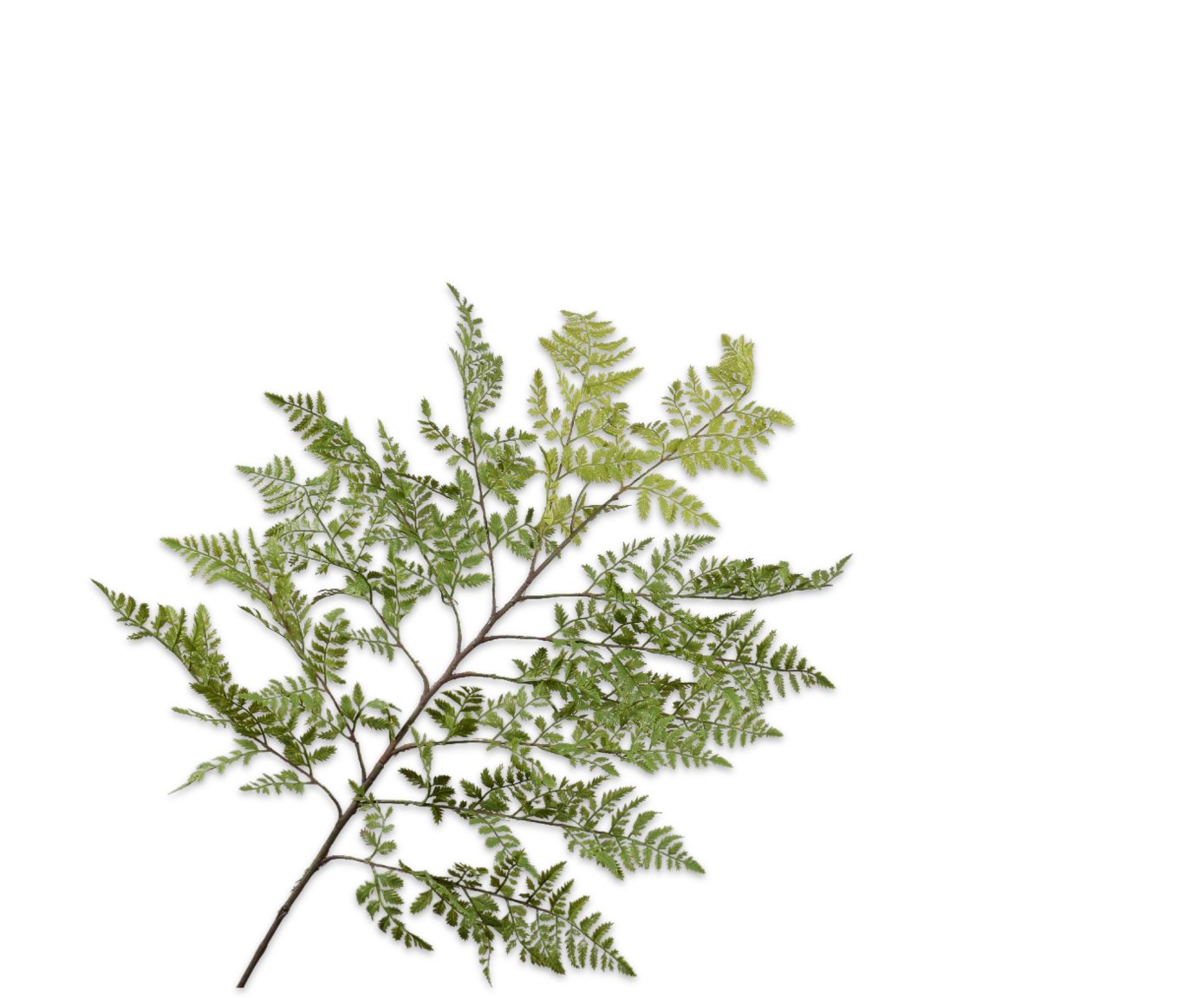 VAREN TAK GROEN 119 cm