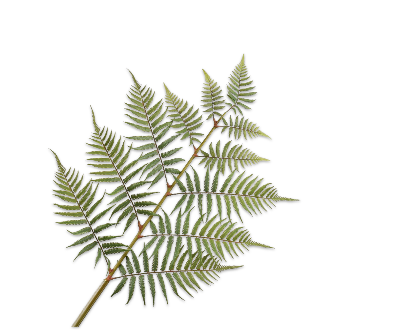 VAREN TAK GROEN 140 cm