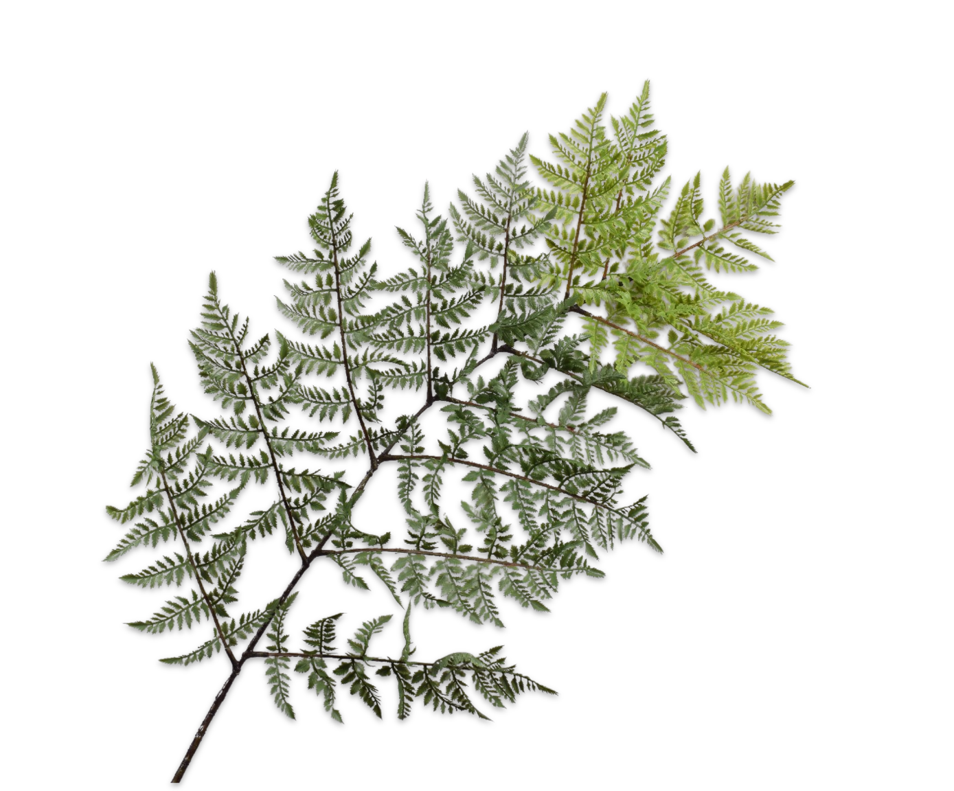 VAREN TAK GROEN 157 cm