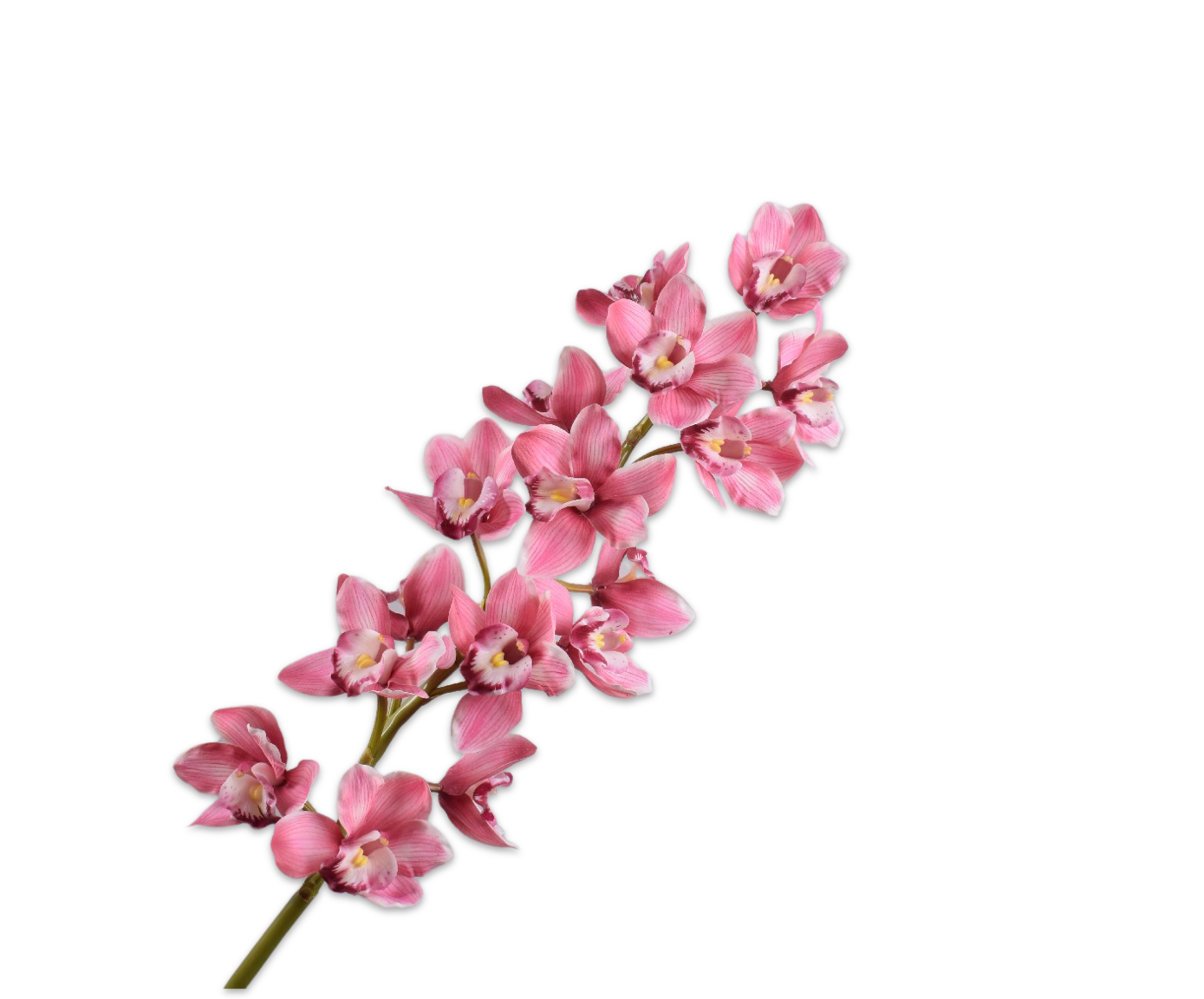 CYMBIDIUM STEEL ROZE 114 cm