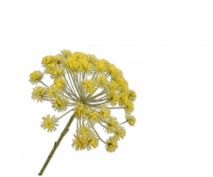 QUEEN AN LACE STEM YELLOW  81 CM