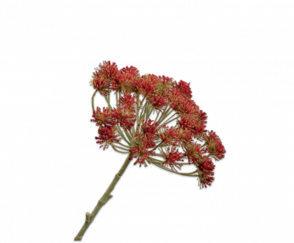 QUEEN AN LACE STEM RED  81 CM