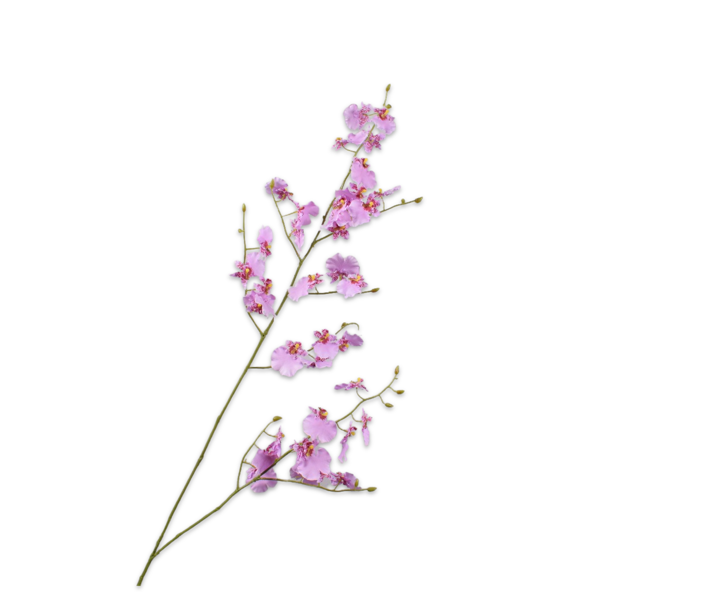 ONCIDIUM SPRAY BLUE DK  142 CM
