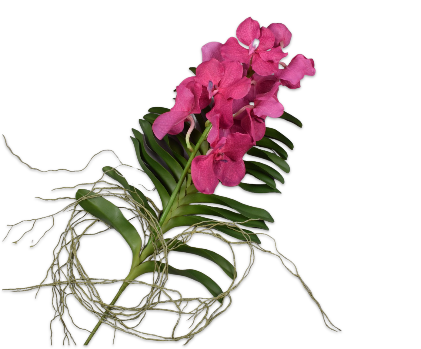 VANDA W/LEAF BEAUTY  71 CM