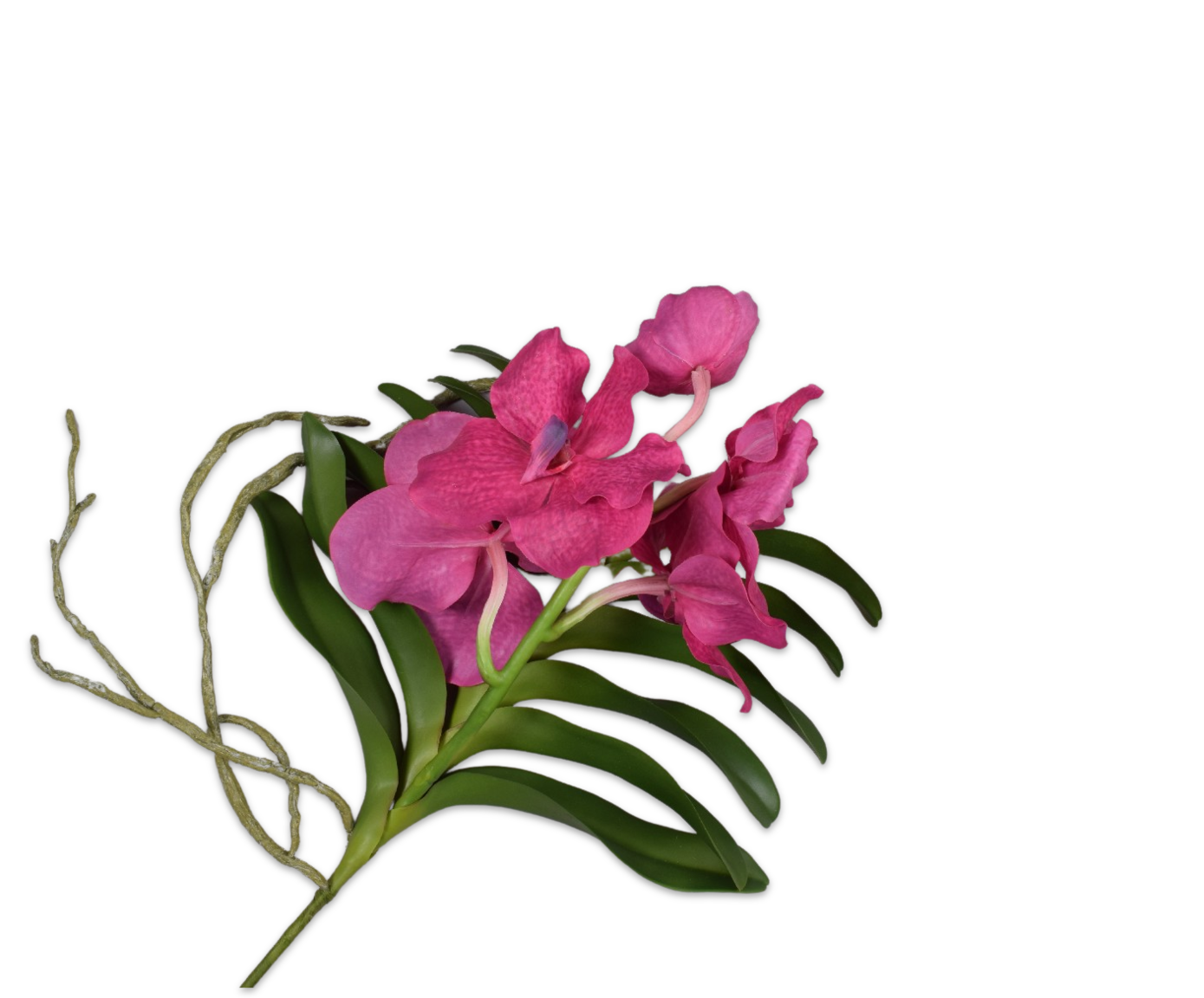 VANDA W/LEAF BEAUTY  42 CM