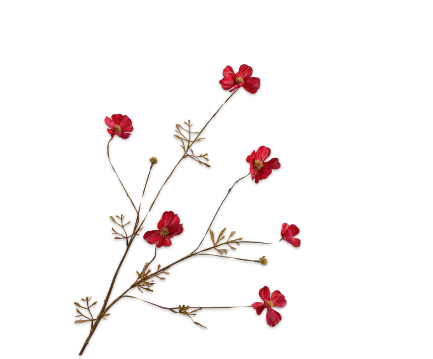 COSMOS SPRAY RED RT  77 CM