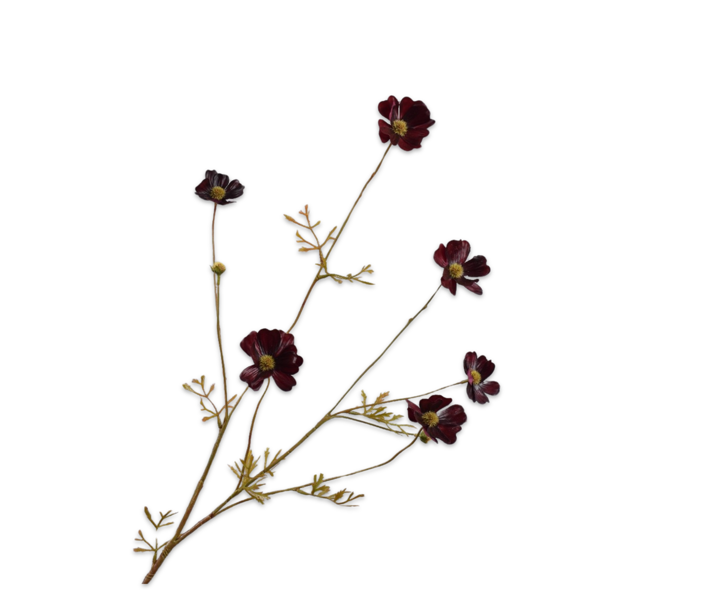 COSMOS SPRAY BURGUND RT  77 CM