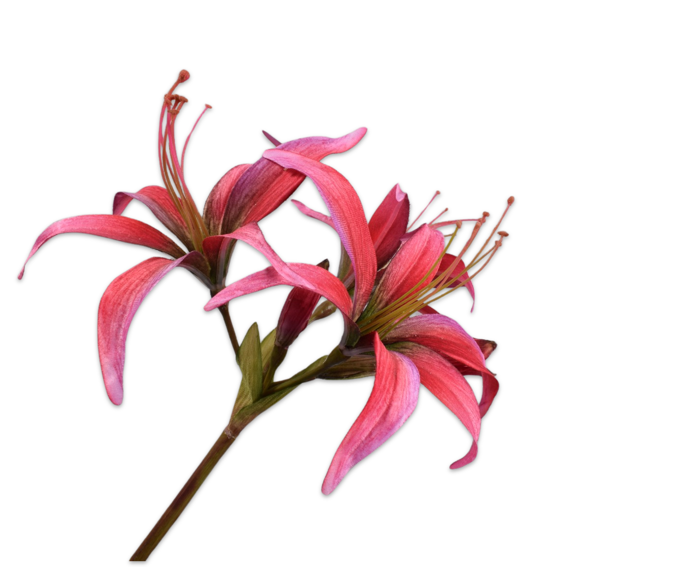 AMARYLLIS STEEL ROZE 80 cm