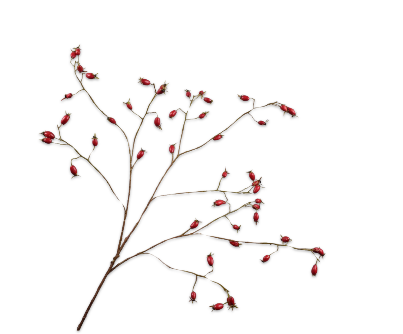 HAGEBUTTE ZWEIG ROT  106 CM
