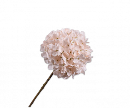 Hortensie - Blumen - Webshop