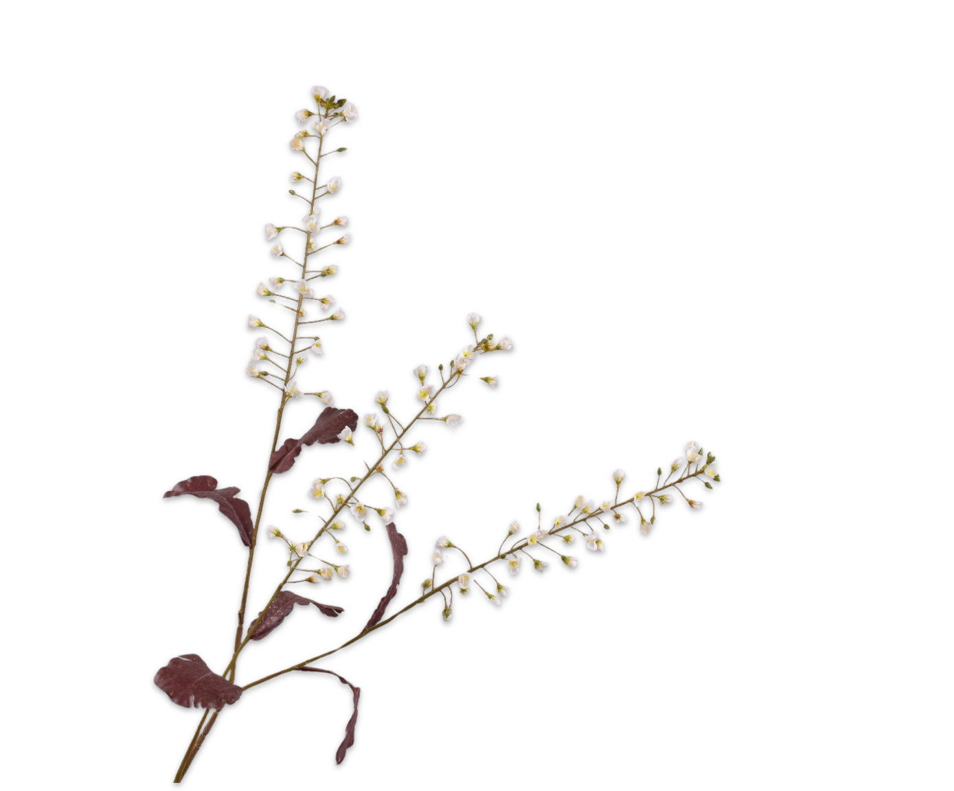 PRIMULA TAK WIT 111 cm