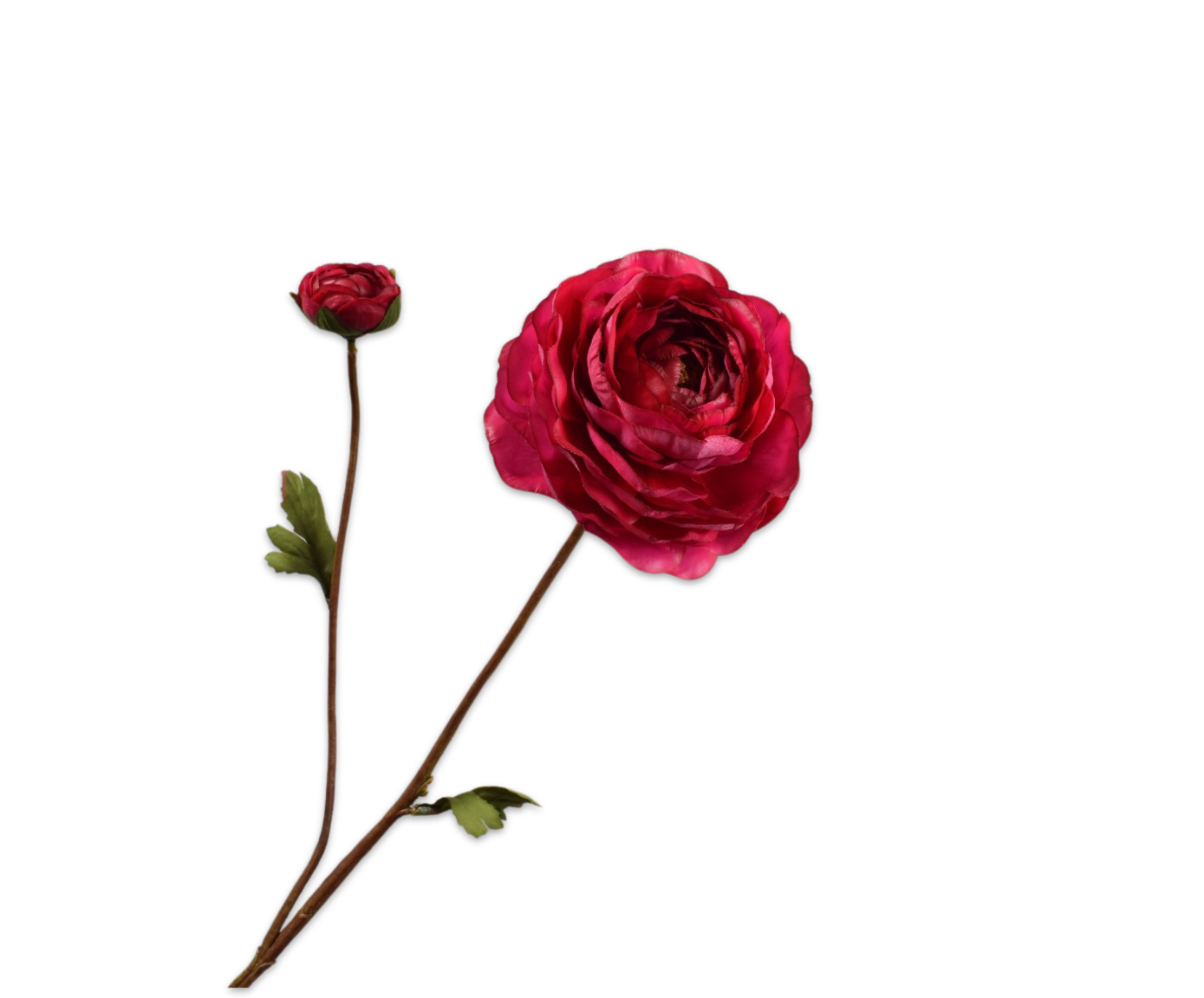 RANUNCULO RAMA BEAUTY RT  65 CM