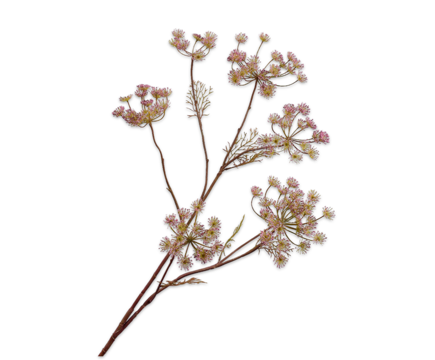 DILLE TAK LAVEND 105 cm