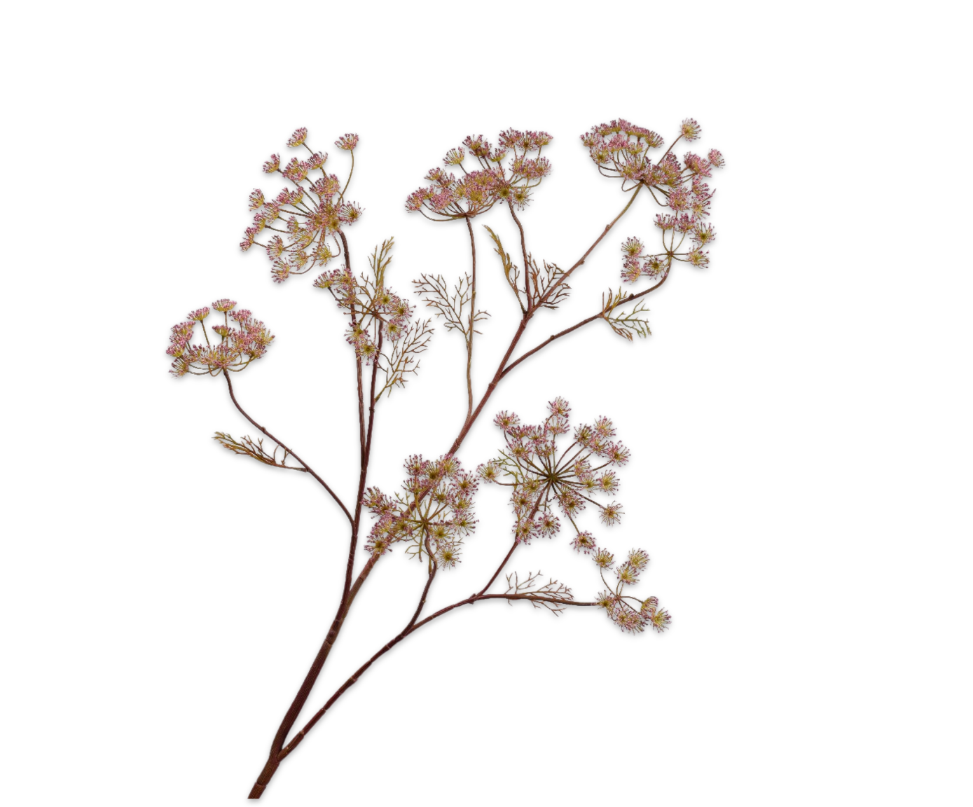 DILLE TAK LAVEND 140 cm