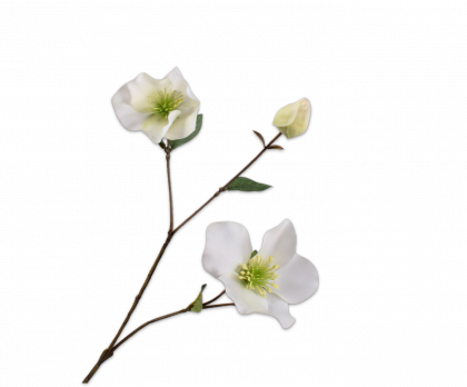 HELLEBORUS SPRAY WHITE  65 CM