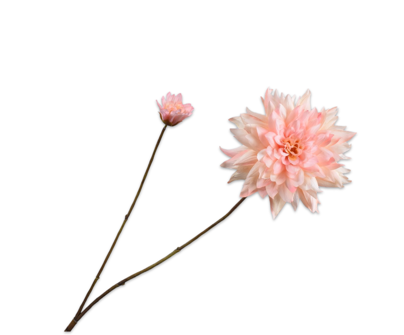 DAHLIE ZWEIG PFIRSICH RT  102 CM