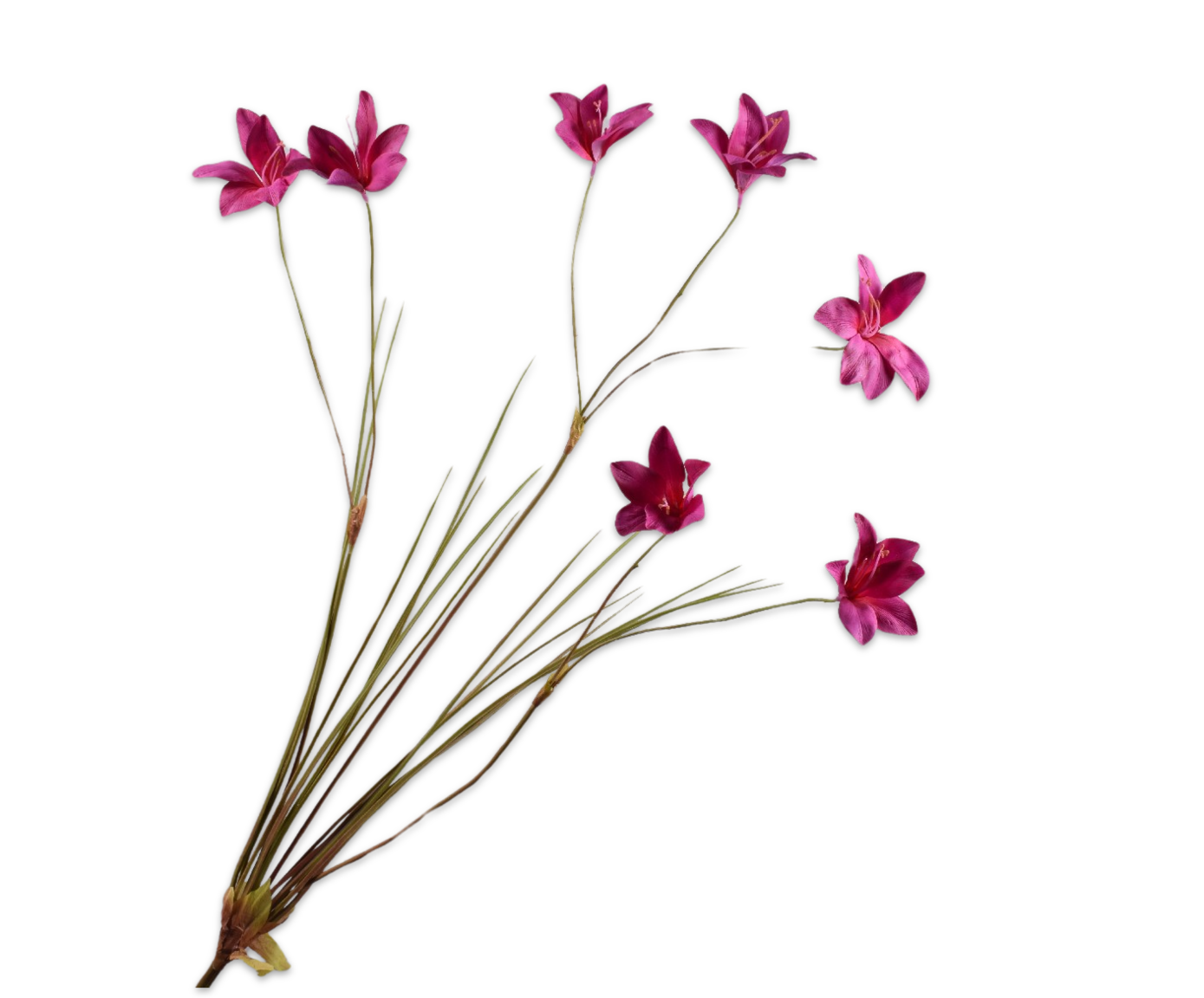 LELIE TAK BEAUTY 94 cm