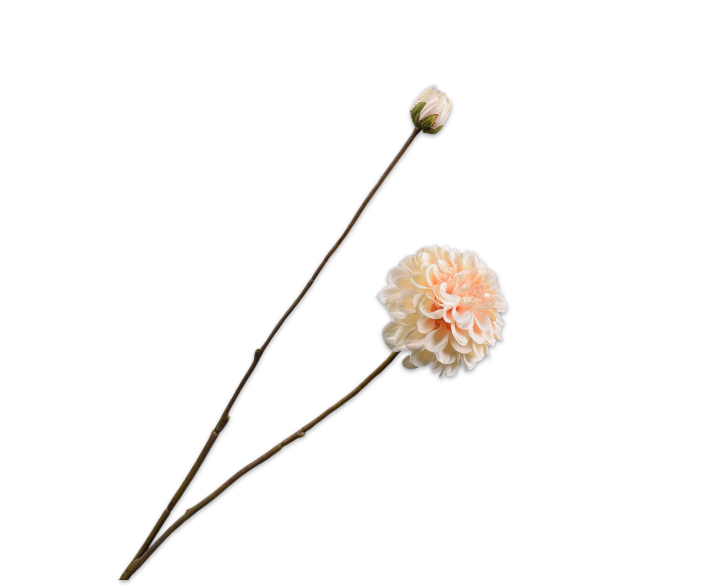 DAHLIA TAK CREME 86 cm