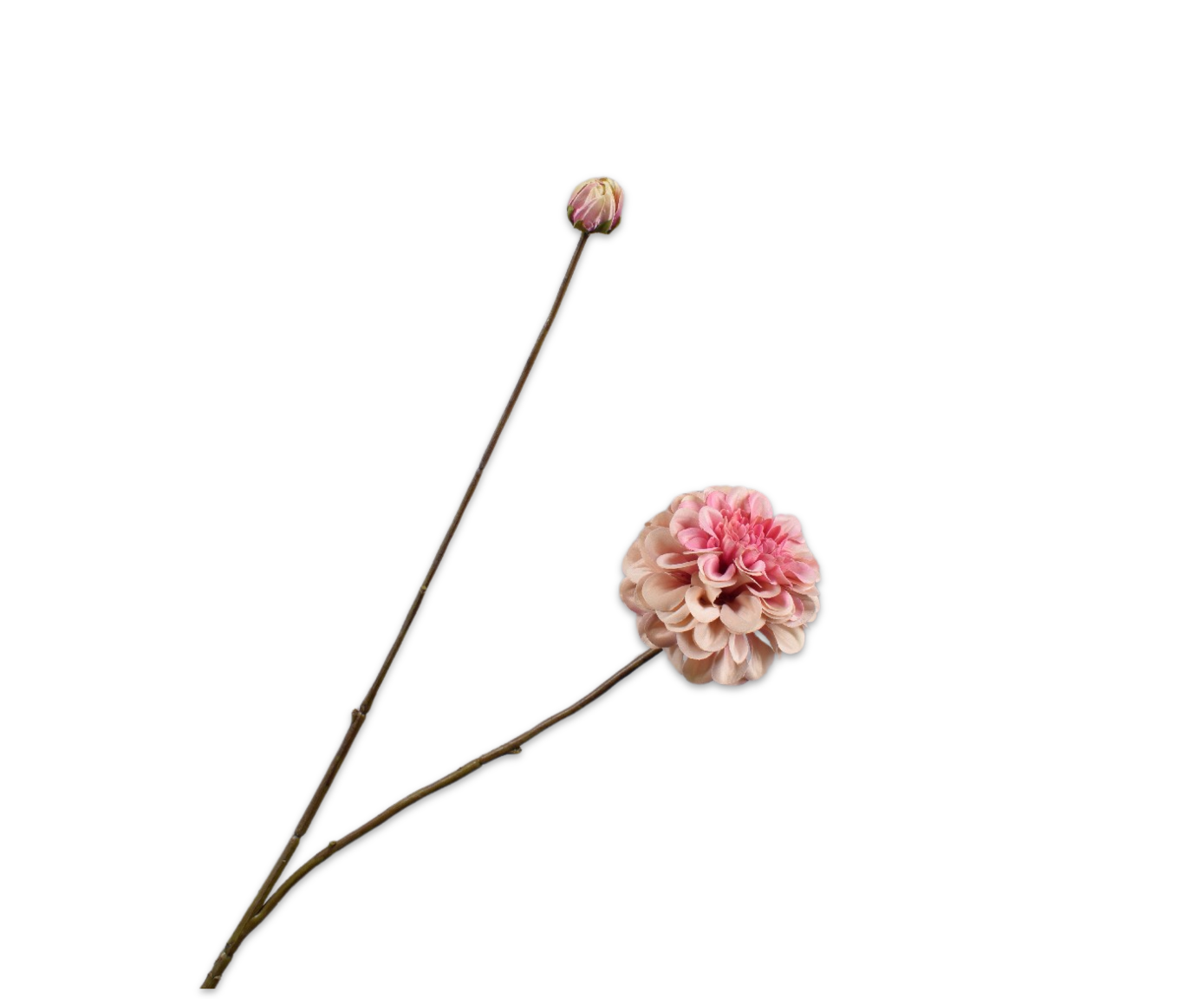 DAHLIA TAK ROZE 86 cm