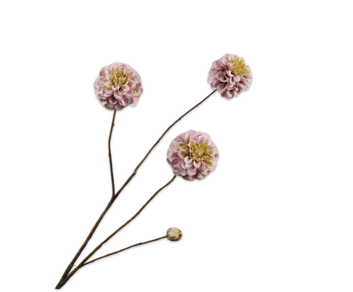 DAHLIA TAK BRUIN 103 cm