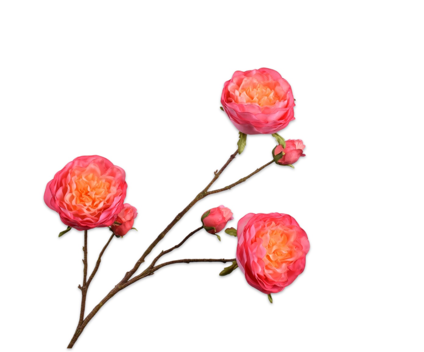 ROOS TAK ORA/ROZ RT 101 cm