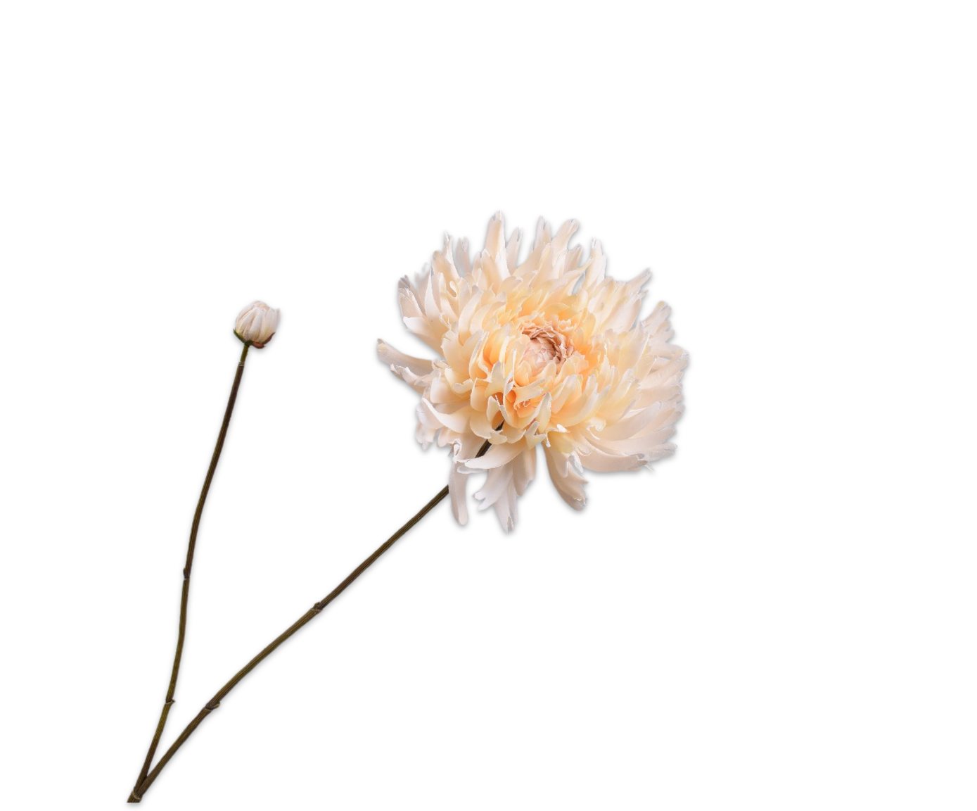 CHRYSANT TAK CREME 101 cm