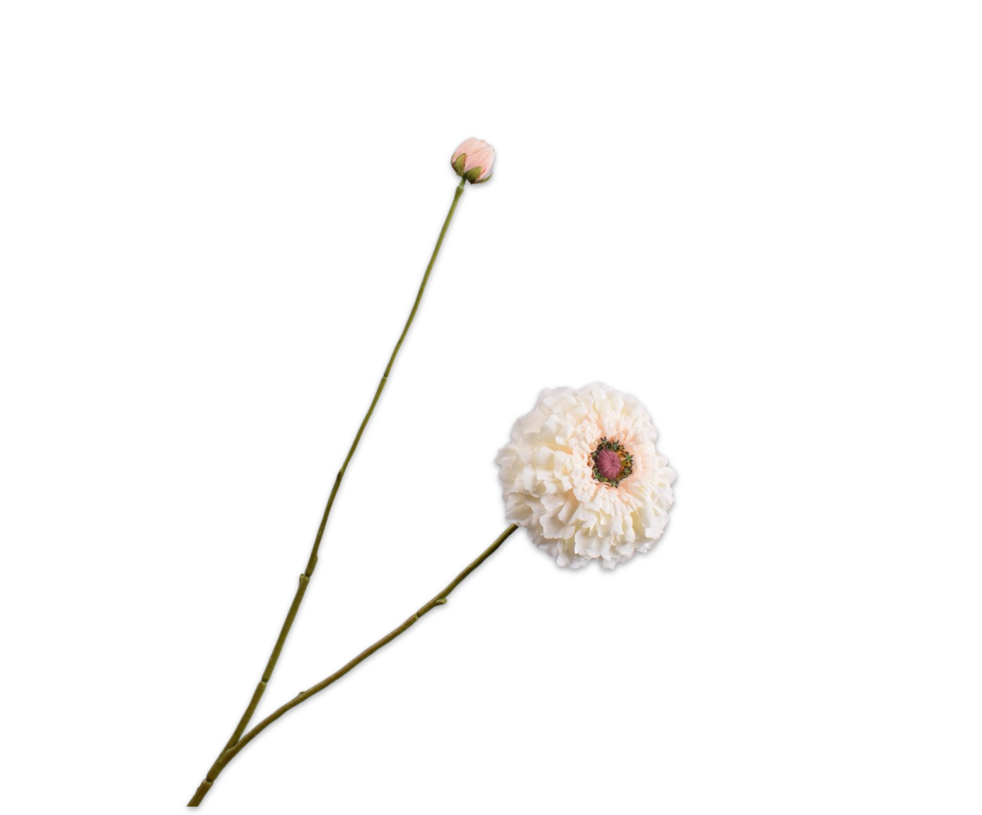 ZINNIA TAK CREME 85 cm