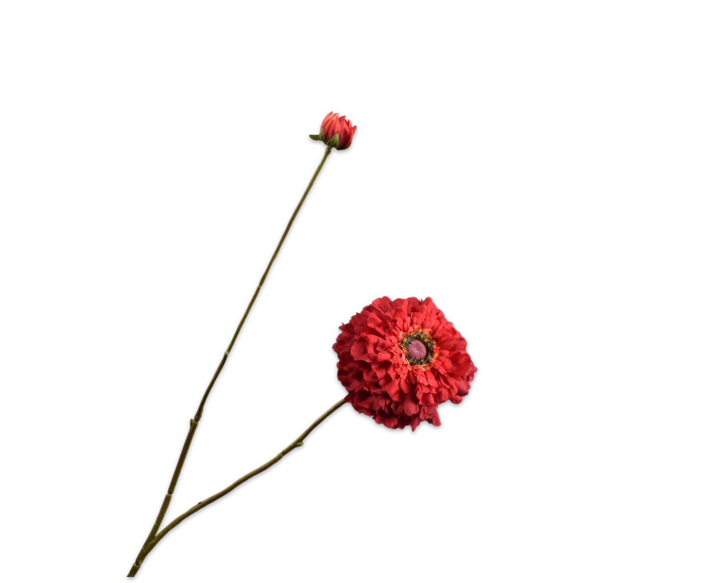 ZINNIA TAK ROOD 85 cm