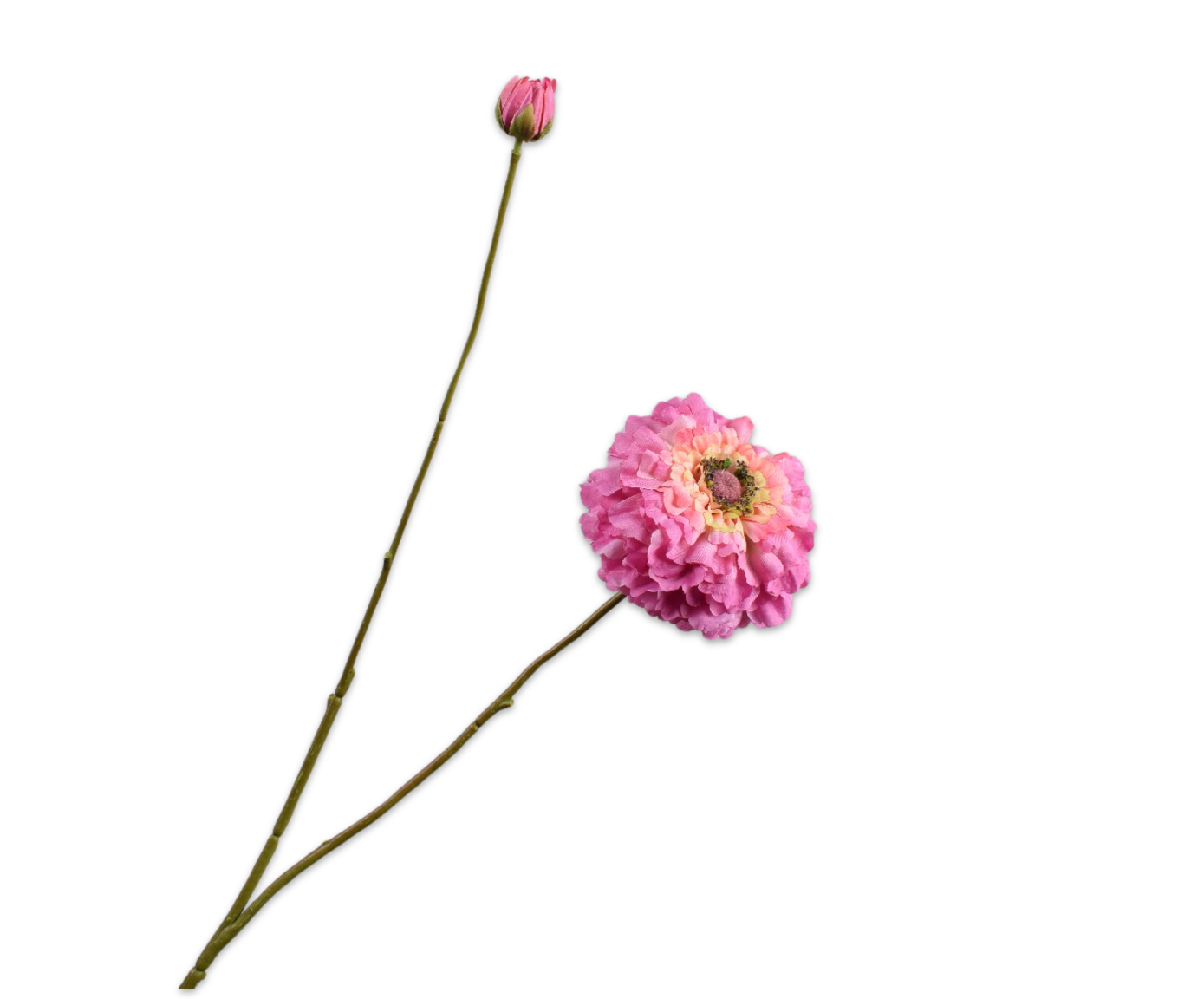 ZINNIA TAK LAV/PRS 85 cm