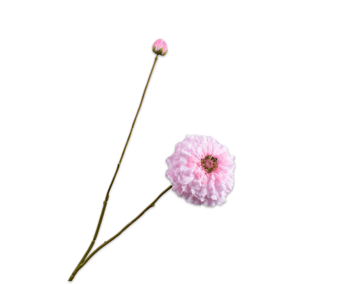 ZINNIA TAK ROZE 85 cm