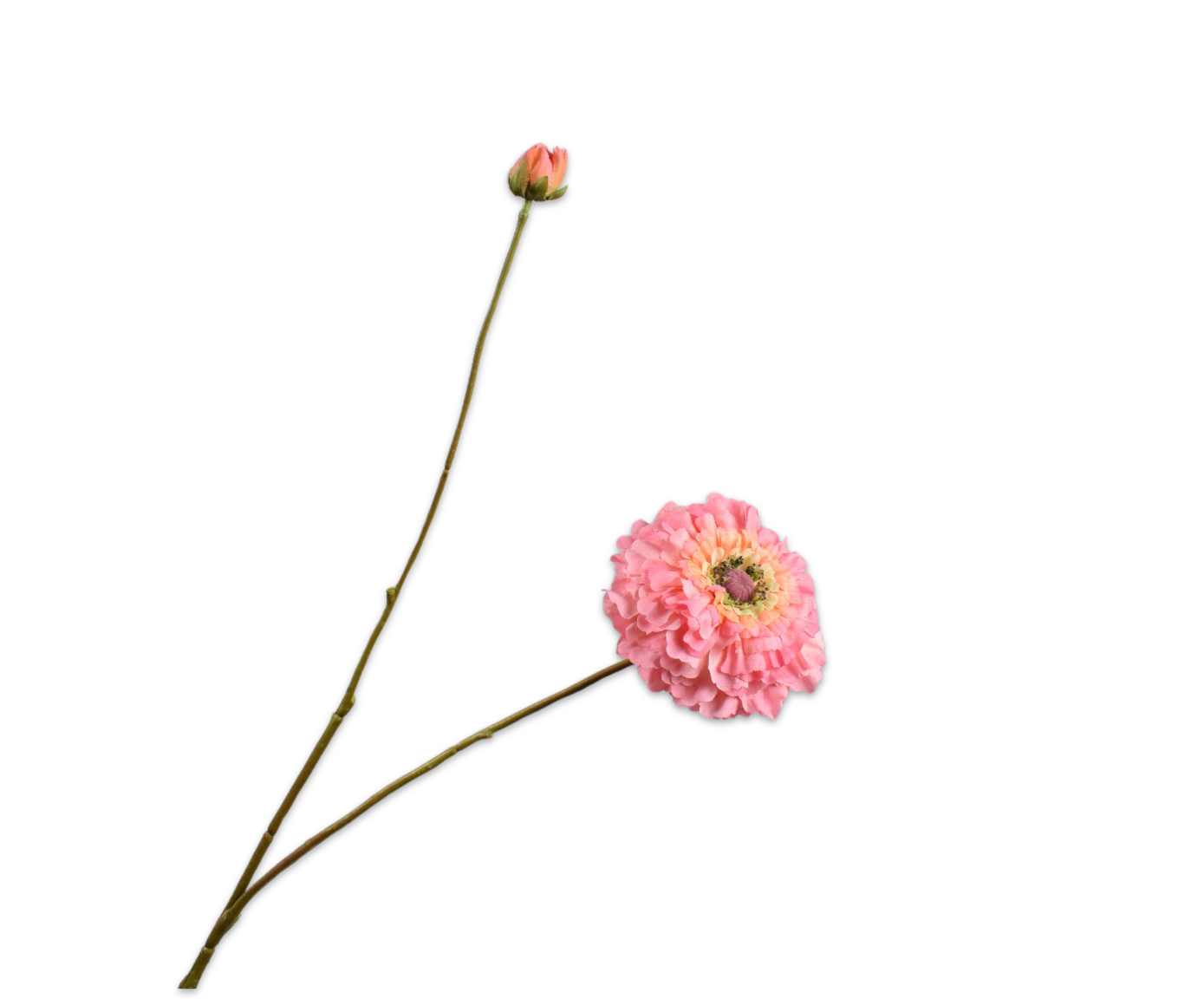 ZINNIA TAK PERZIK 85 cm
