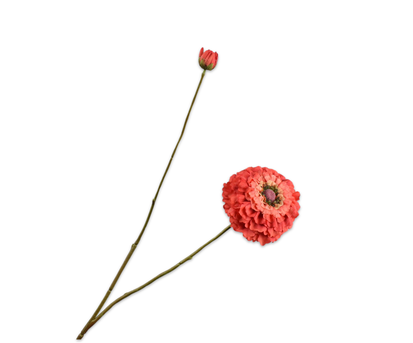 ZINNIA TAK ORANJE 85 cm