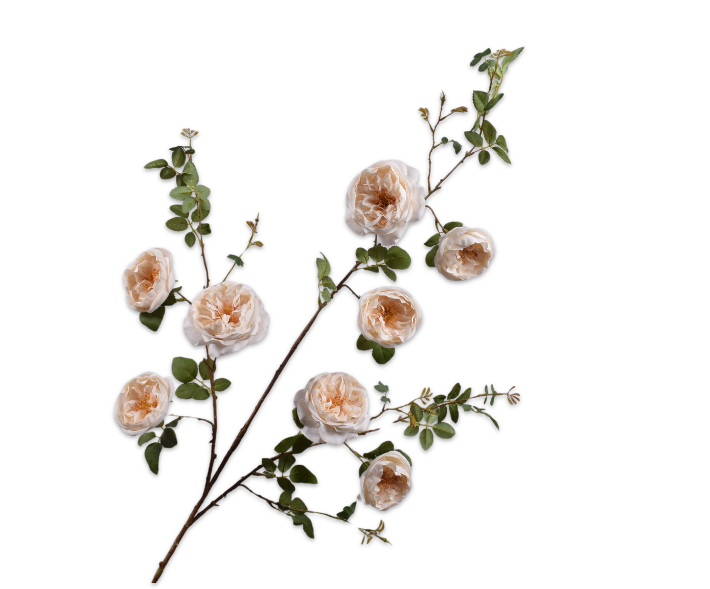 ROSE SPRAY CREAM  128 CM