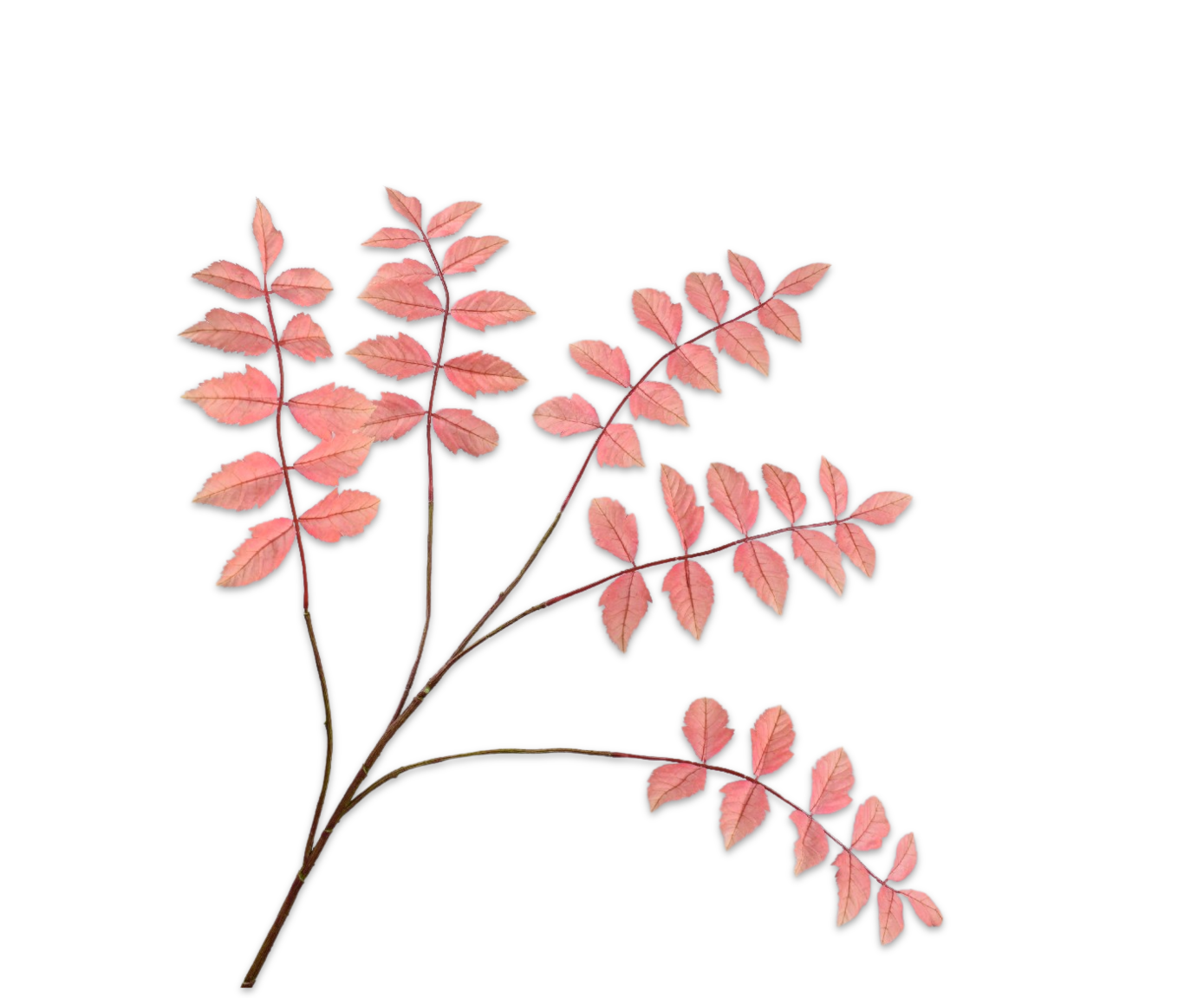 LEAF SPRAY  PEACH  105 CM