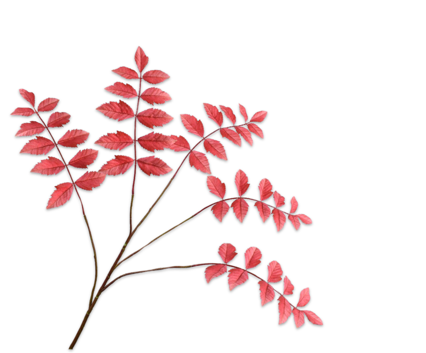 BLADTAK  ROOD 105 cm