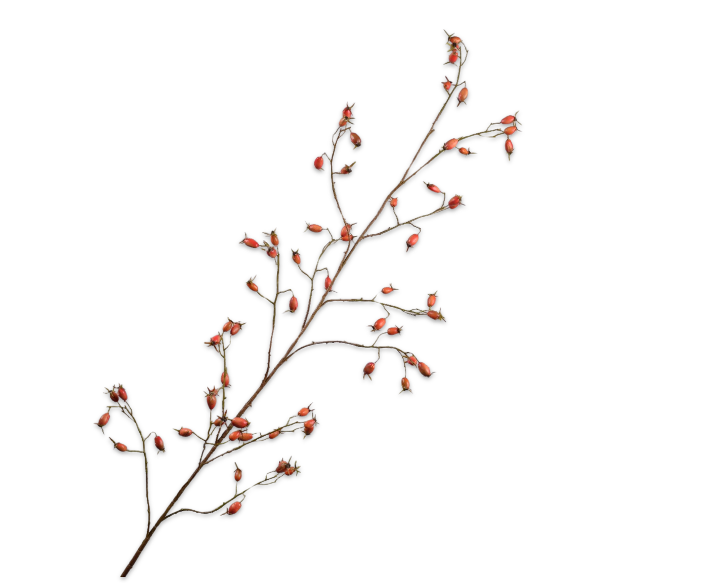 ROZENBOTTEL TAK ORANJE  168 cm