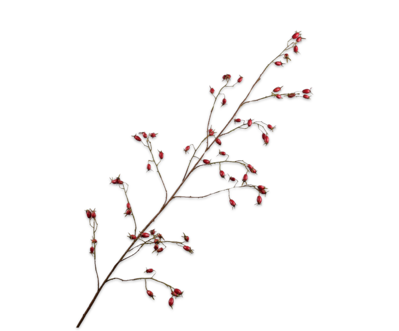 ROSEHIP SPRAY RED  168 CM